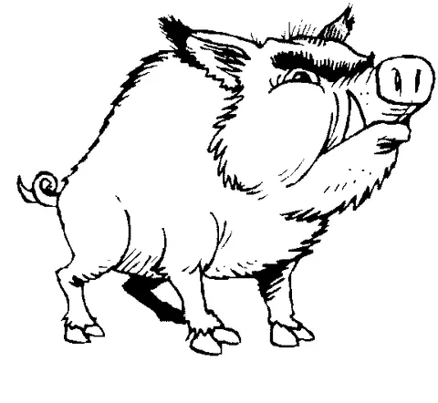Wild boar coloring page: a grumpy wild boar with large tusks and bristly hair