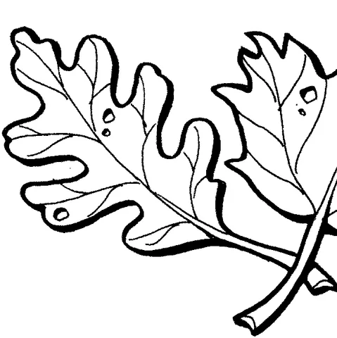 Herbst Ausmalbild: zwei detaillierte Eichenblätter mit sichtbaren Adern und kleinen Löchern
