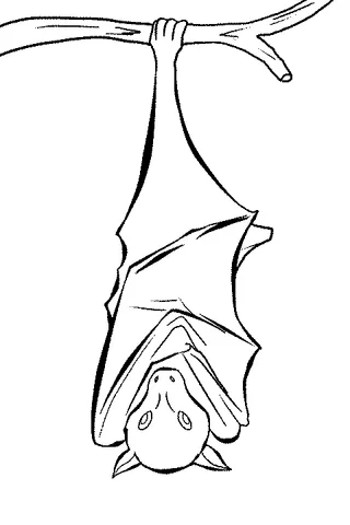Dibujo de Murciélago para colorear: un solo murciélago colgando boca abajo de una rama, con las alas envueltas alrededor de sí mismo