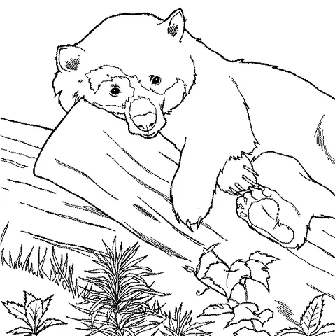 Desenho de urso para colorir: um filhote de urso deitado em um tronco em um cenário de floresta