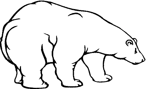 Desenho de urso para colorir: um grande urso polar em pé e olhando para a direita