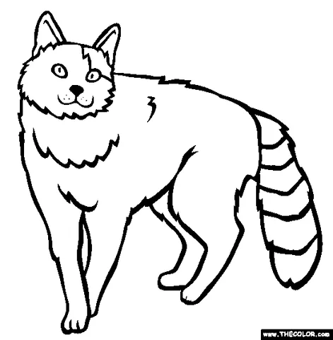Disegno di gatto da colorare: un gatto soffice con una coda a strisce e un'espressione attenta in piedi