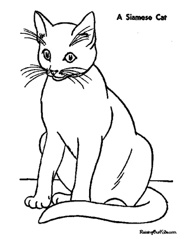 Disegno di gatto da colorare: un elegante gatto siamese con tratti delicati seduto dritto