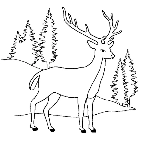 Dibujo de Ciervo para colorear: un ciervo majestuoso con astas de pie en un bosque con pinos