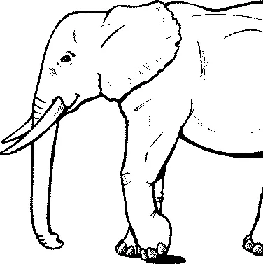 Disegno di Elefante da colorare: un elefante adulto con grandi zanne che cammina verso destra