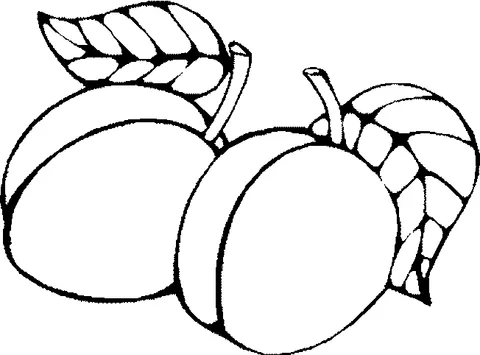 Fruit coloring page: two peaches with leaves attached to their stems