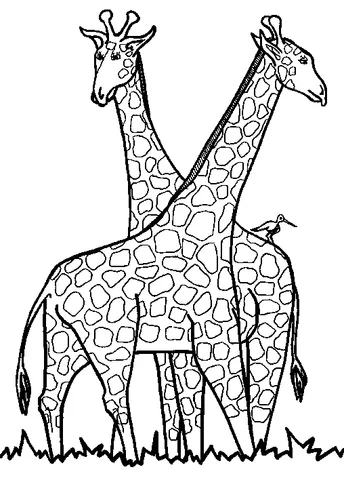Ausmalbild Giraffen: zwei Giraffen stehen im Gras, eine mit einem kleinen Vogel auf dem Rücken