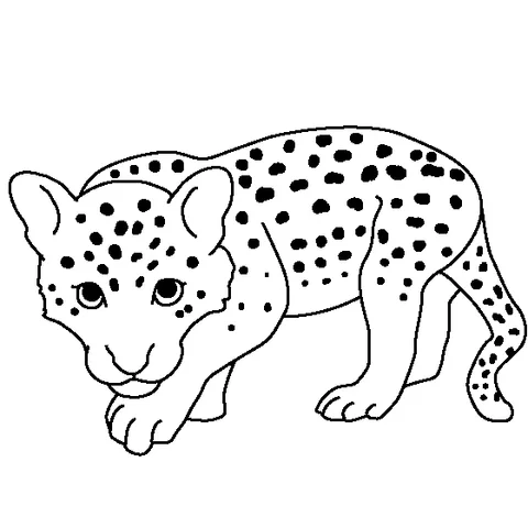 Coloriage Animaux de la jungle : un bébé léopard tacheté avançant la tête baissée