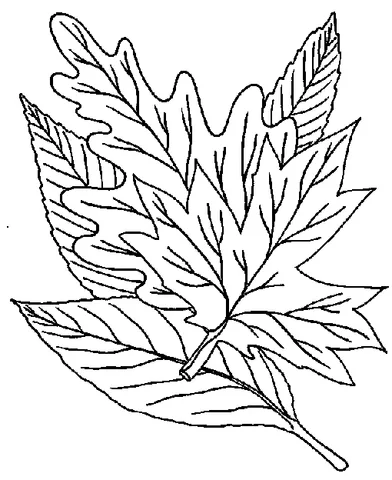 Ausmalbild Blätter: ein Stapel verschiedener Herbstblätter, darunter ein Ahorn- und ein Eichenblatt