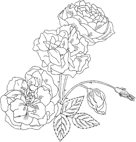 Desenho de Rosas para colorir: três rosas em flor, dois botões de rosa e folhas em um caule