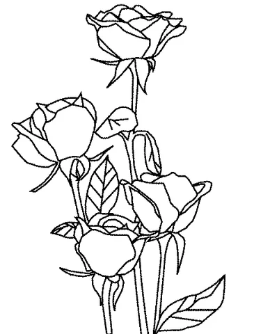 Desenho de Rosas para colorir: um cacho de quatro botões de rosa em caules longos com folhas pequenas