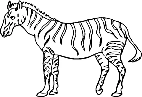 Ausmalbild Zebra: ein realistisches Zebra steht, blickt nach links, mit detaillierten Streifen
