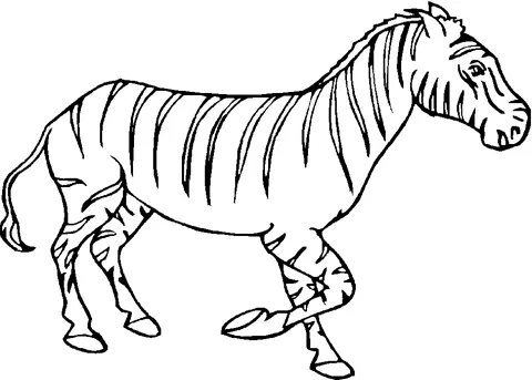 Ausmalbild Zebra: ein realistisches Zebra geht nach rechts, mit einem angehobenen Bein